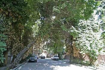 طرح محله سبز در منطقه 2 اجرا می شود